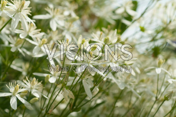 Clematis mandshurica