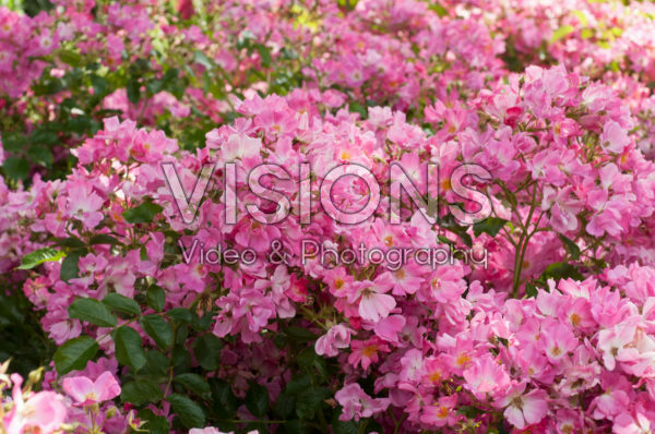 Rosa Floriade 2002