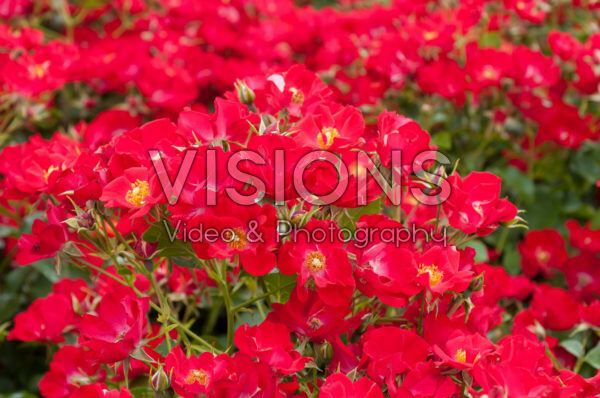 Rosa Bokrapolo Rosa Bokrapolo