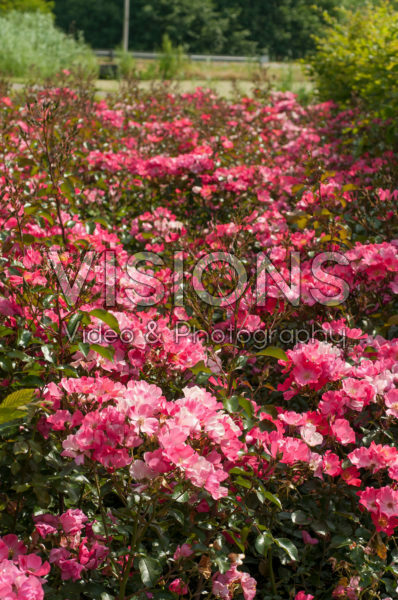 Rosa Baseball ®