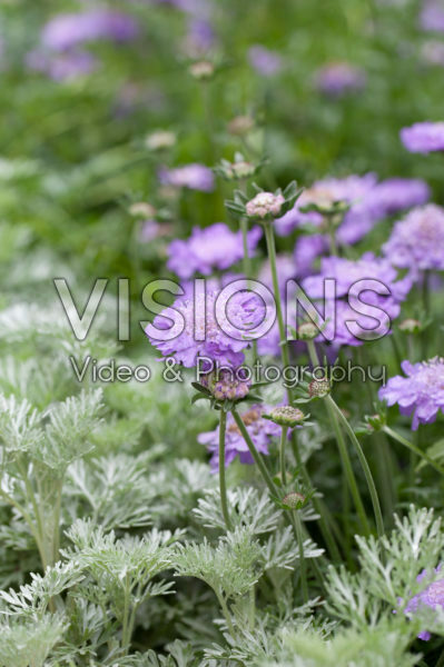 Scabiosa columbaria Butterfly Blue, Artemisia Powis Castle