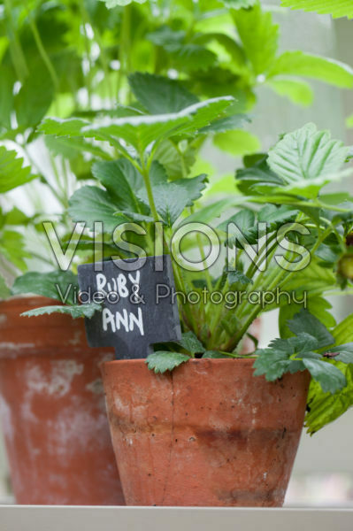 Fragaria x ananassa Ruby Ann Fragaria x ananassa Ruby Ann