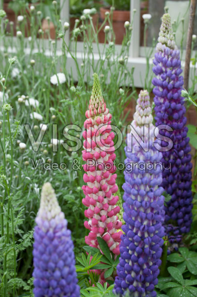 Lupinus Rachel de Thame ®, Persian Slipper