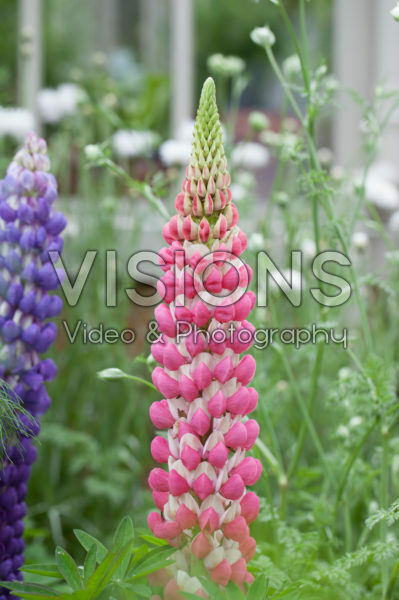 Lupinus Rachel de Thame ® Lupinus Rachel de Thame ®