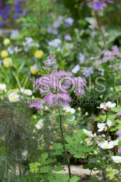 Thalictrum Black Stockings Thalictrum Black Stockings