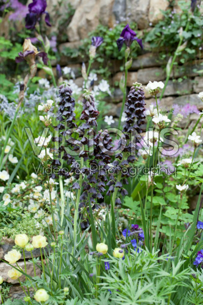 Fritillaria persica Twin Towers Tribute Fritillaria persica Twin Towers Tribute