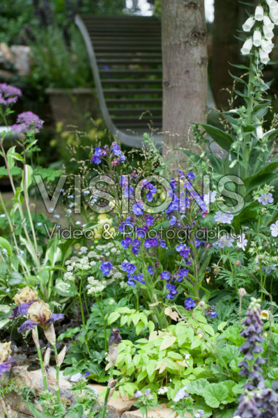 Anchusa azurea Loddon Royalist Anchusa azurea Loddon Royalist