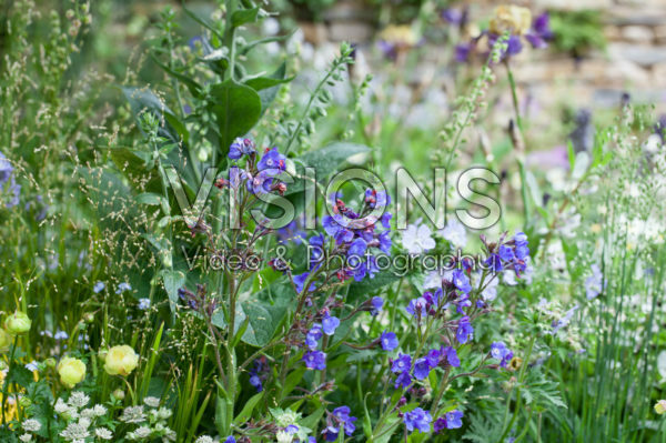 Anchusa azurea Loddon Royalist Anchusa azurea Loddon Royalist