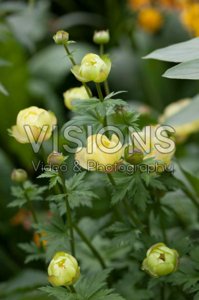 Trollius Cheddar Trollius Cheddar