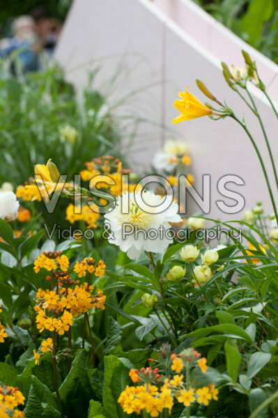 Mixed perennials
