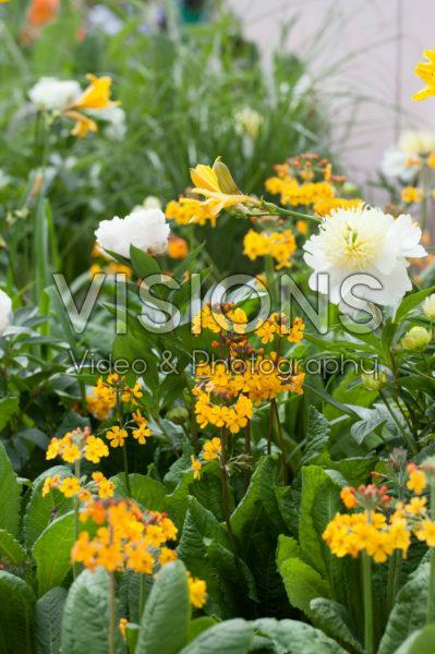 Mixed perennials Mixed perennials