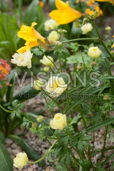 Trollius Cheddar Trollius Cheddar