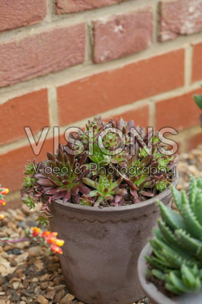 Sempervivum Sempervivum