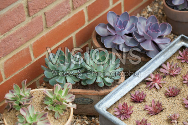 Succulents in pot