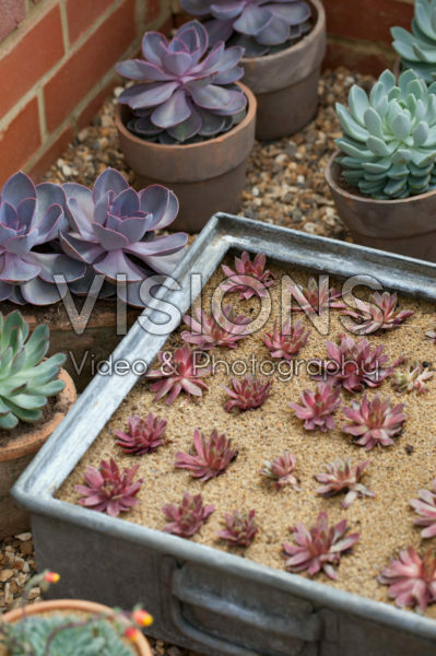 Succulents in pot Succulents in pot