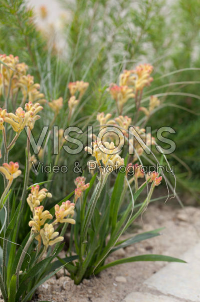 Anigozanthos Anigozanthos