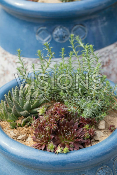 Succulents in pot Succulents in pot