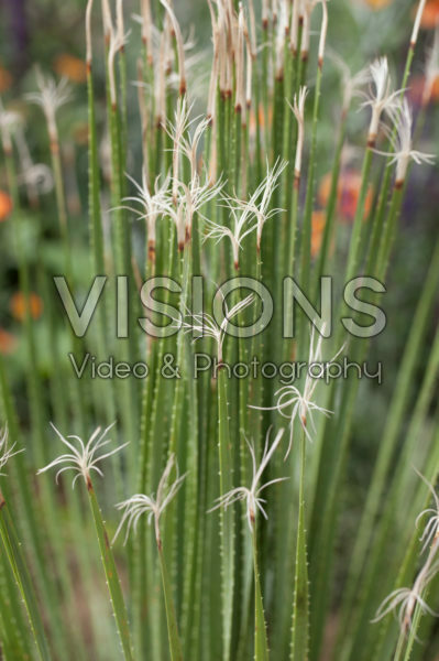 Dasylirion acrotrichum Dasylirion acrotrichum