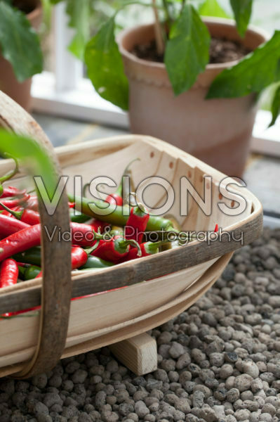 Chili pepers