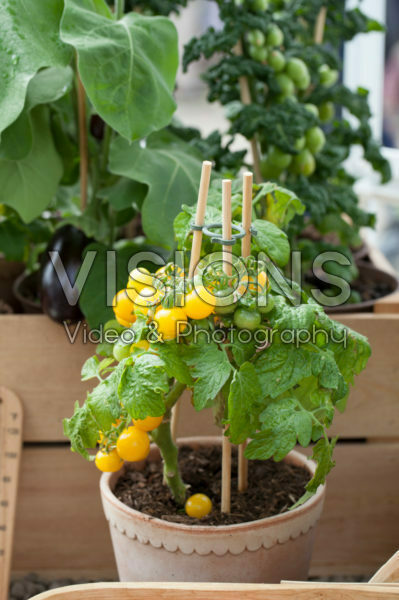 Solanum lycopersicum Solanum lycopersicum