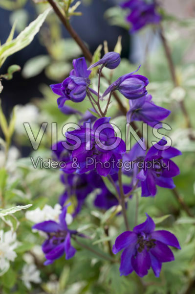 Delphinium paars Delphinium paars