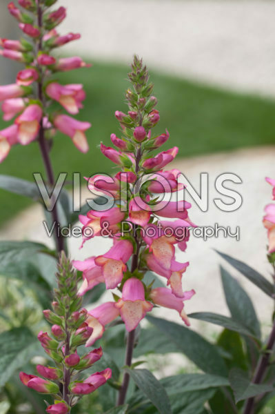 Digitalis Illumination Pink Digitalis Illumination Pink