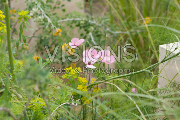 Papaver dubium subsp. lecoqii Albiflorum Papaver dubium subsp. lecoqii Albiflorum