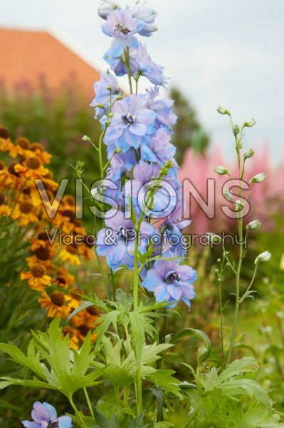 Delphinium Starlight Delphinium Starlight