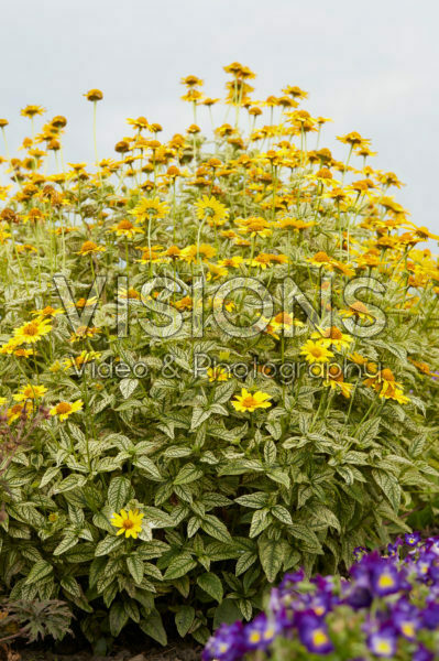 Heliopsis helianthoides Loraine Sunshine Heliopsis helianthoides Loraine Sunshine