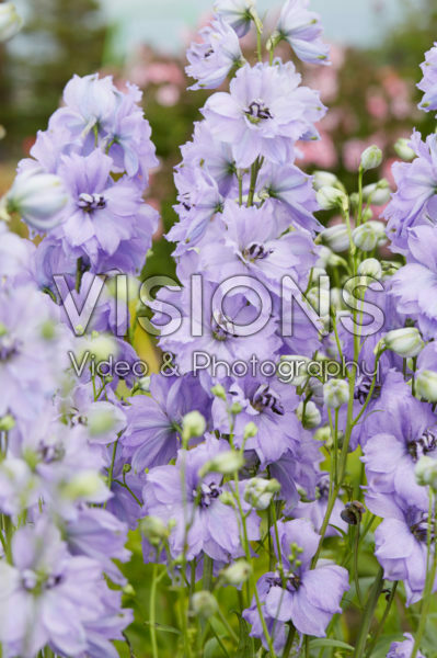 Delphinium Evening Light Delphinium Evening Light