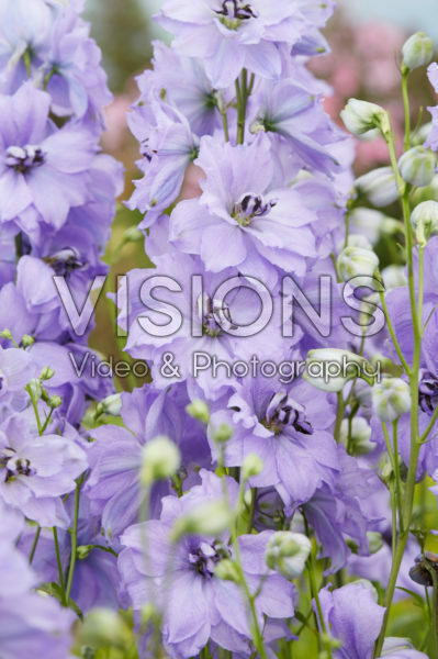Delphinium Evening Light Delphinium Evening Light