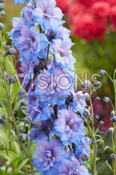 Delphinium Blue Power