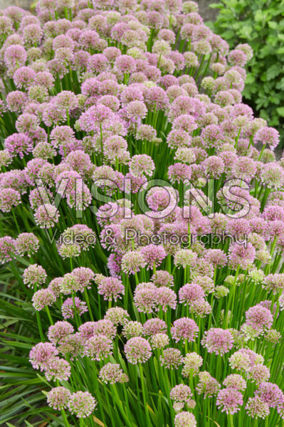 Allium Millenium Allium Millenium
