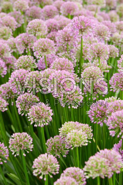 Allium Millenium