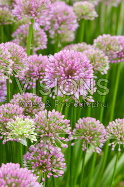 Allium Millenium Allium Millenium