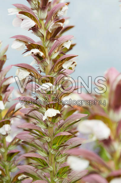 Acanthus Morning's Candle Acanthus Morning's Candle