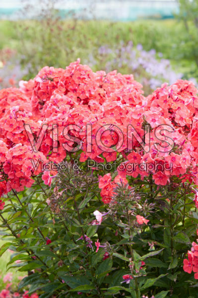 Phlox paniculata Younique® Red