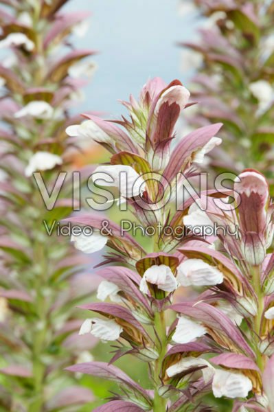 Acanthus Morning Candle Acanthus Morning Candle