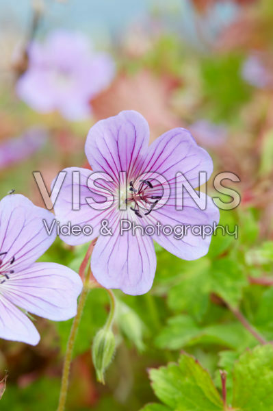 Geranium Rainbow Geranium Rainbow