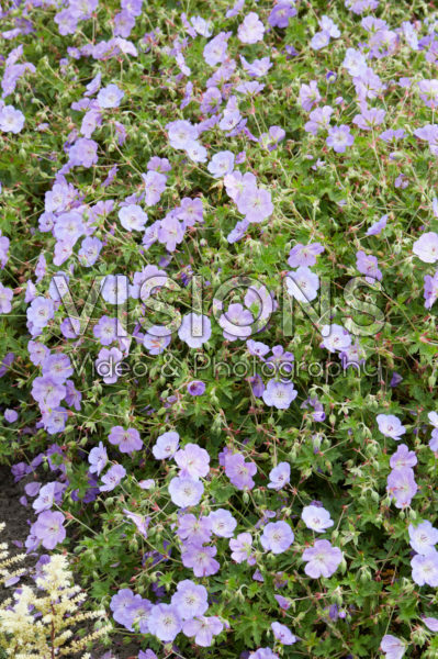 Geranium Azure Rush Geranium Azure Rush