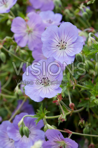 Geranium Azure Rush Geranium Azure Rush
