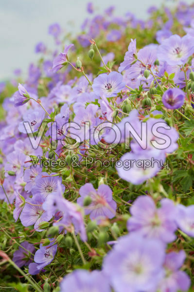 Geranium Azure Rush Geranium Azure Rush