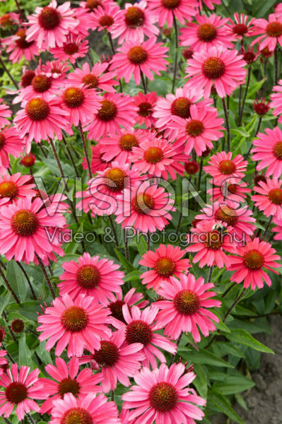 Echinacea Sensation Pink Echinacea Sensation Pink