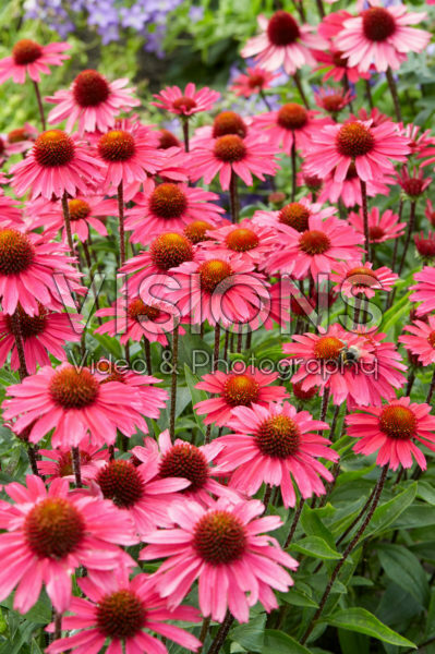 Echinacea Sensation Pink Echinacea Sensation Pink