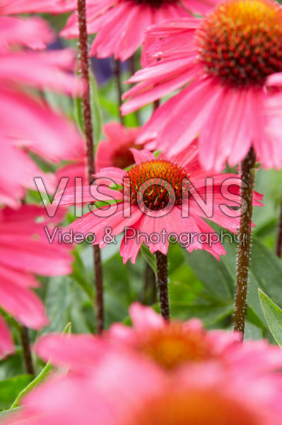 Echinacea Sensation Pink Echinacea Sensation Pink