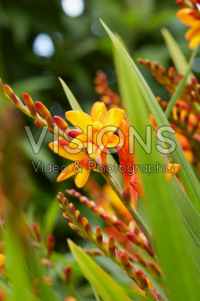 Crocosmia Fire Jumper Crocosmia Fire Jumper