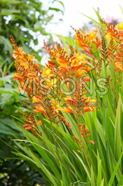 Crocosmia Fire Jumper