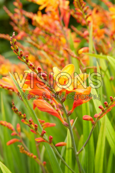 Crocosmia Fire Jumper