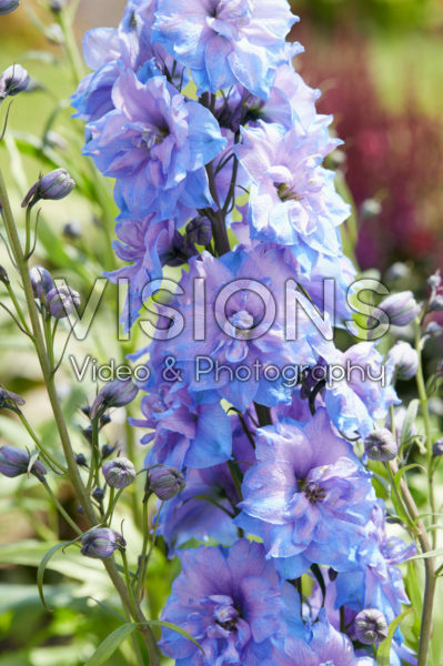 Delphinium Blue Power Delphinium Blue Power