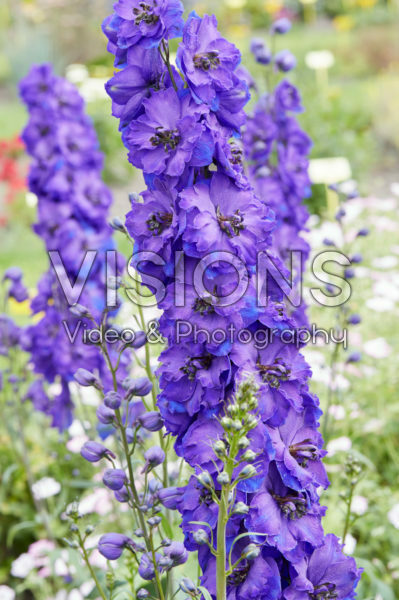 Delphinium Jewel